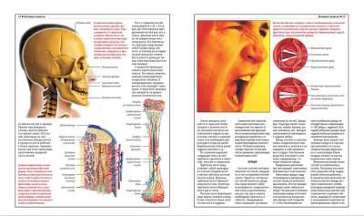 Анатомический атлас. Основы строения и физиологии человека